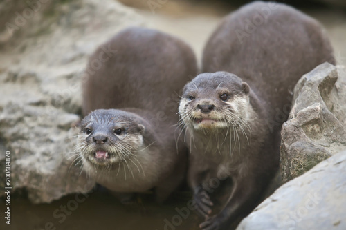 Asian otters