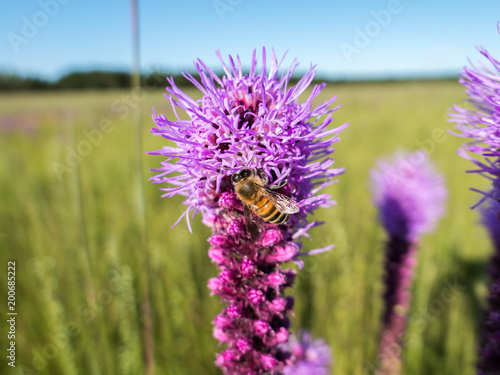 Western honey bee (Apis mellifera) fetching nectar from a blazing star plant.