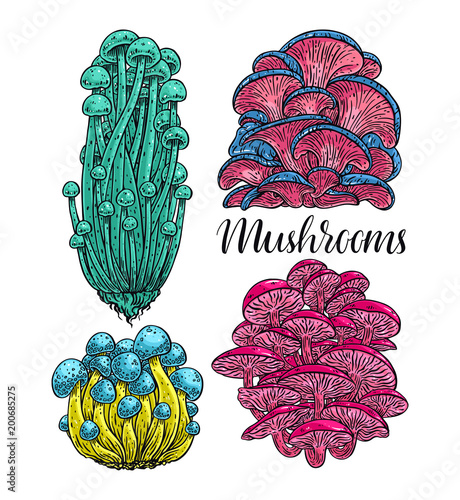 set of mushrooms