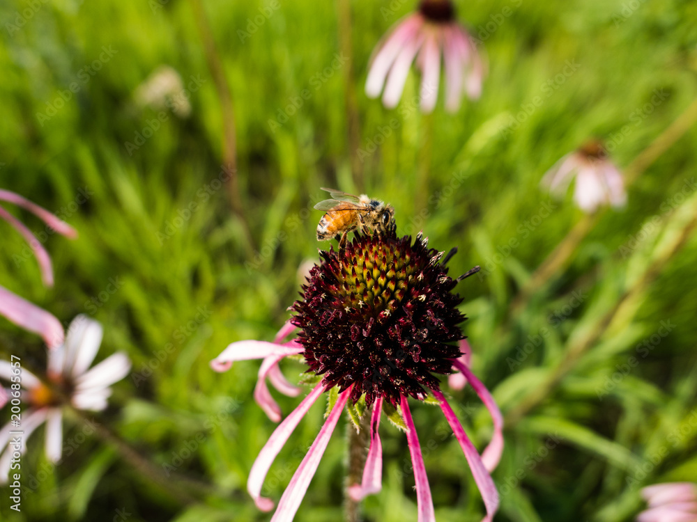 Western honey bee (Apis mellifera) on purple cone flower Western honey bee (Apis mellifera) on purple cone flower