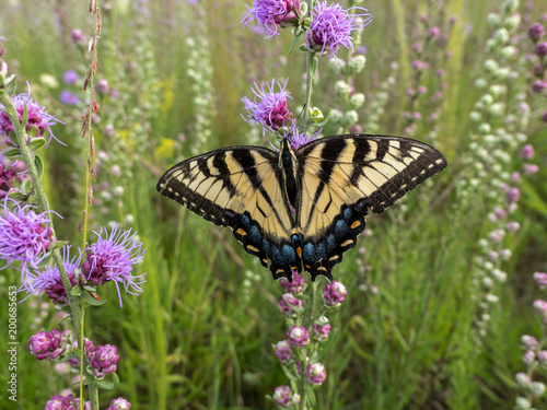 Canadian Tiger Swallowtail (Papilio canadensis) on the prairie blazing star.
