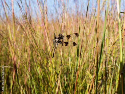 Twelve-spotted Skimmer (Libellula pulchella) dragonfly photo