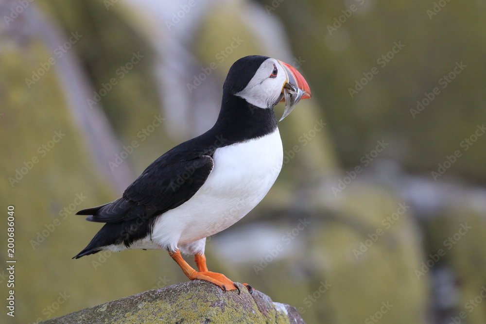 Atlantic Puffin in the Farne Islands Atlantic Puffin in the Farne Islands