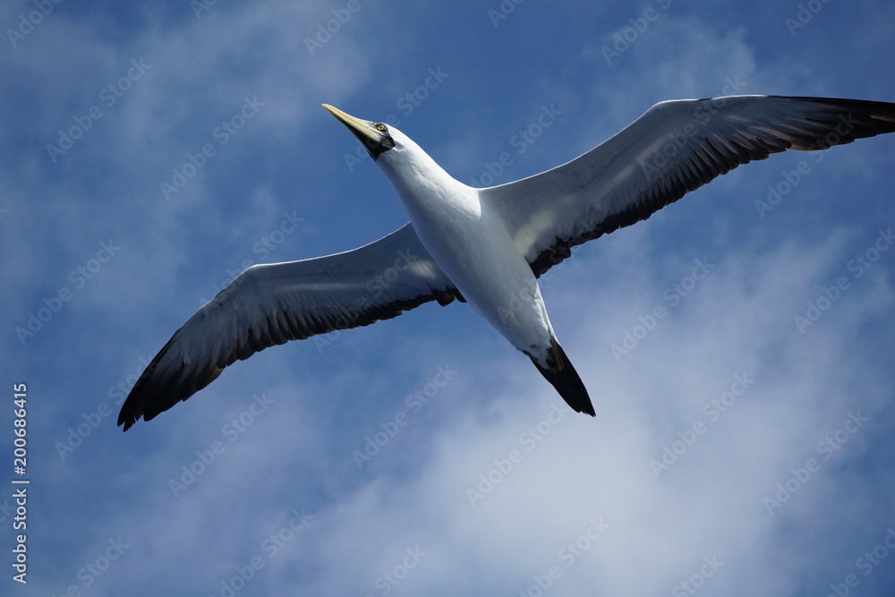 Obraz premium Maskentoelpel