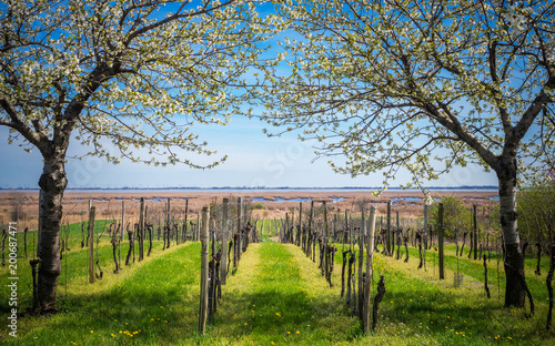 Kirschblüte am Neusiedlersee bei Moerbisch photo