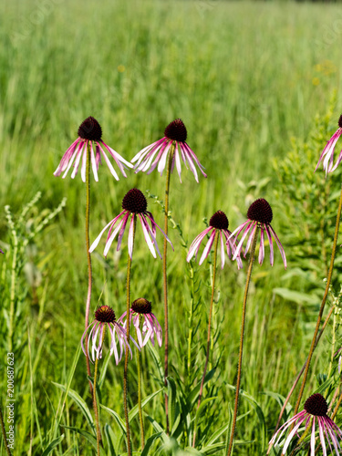 Purple Coneflower (Echinacea angustifolia) on the prairie in summer.