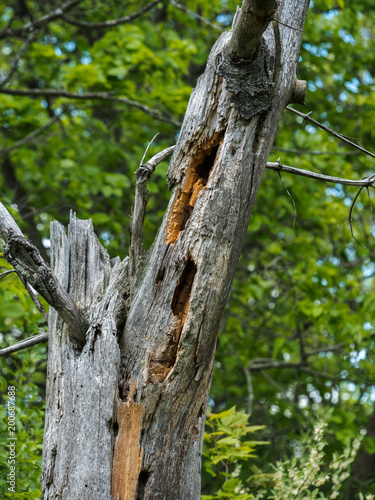 Spooky looking dead tree in the wodds. photo