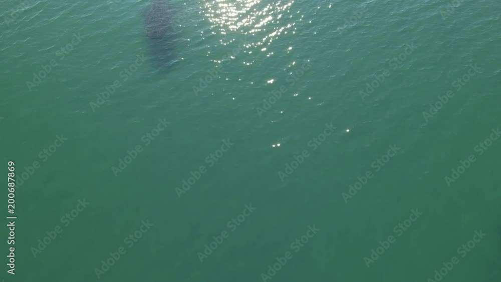 Whale Shark (rhincodon typus), the biggest fish in the ocean, a huge gentle plankton filterer giant, swimming near the surface. La Paz Baja California sur, Mexico. Whale Shark (rhincodon typus), the biggest fish in the ocean, a huge gentle plankton filterer giant, swimming near the surface. La Paz Baja California sur, Mexico.