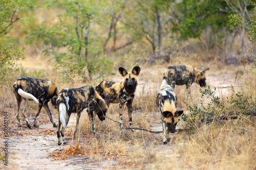 The African wild dog (Lycaon pictus), also known as African hunting or African painted dog, painted hunting dog or painted wolf. Pride on the road.