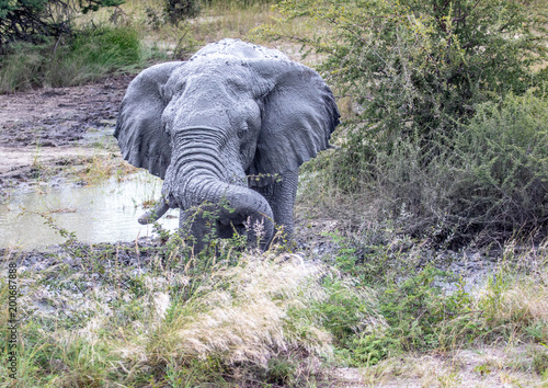African Elephant drinking at a waterhole in the Nxai Pan National Park in Botswana during summer time