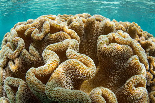 Soft Leather Coral Growing in Raja Ampat