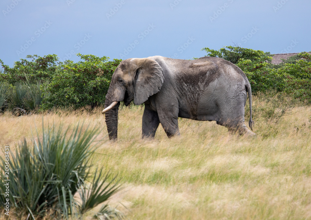 Fototapeta premium African Elephant in the Nxai Pan National Park in Botswana during summer time