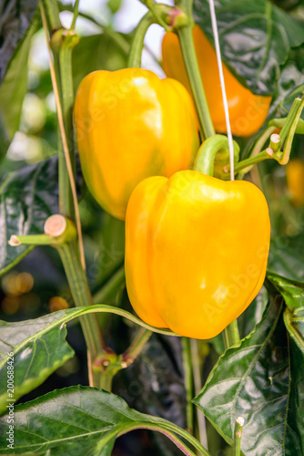 Yellow pepper fruits growing on a climbing plant