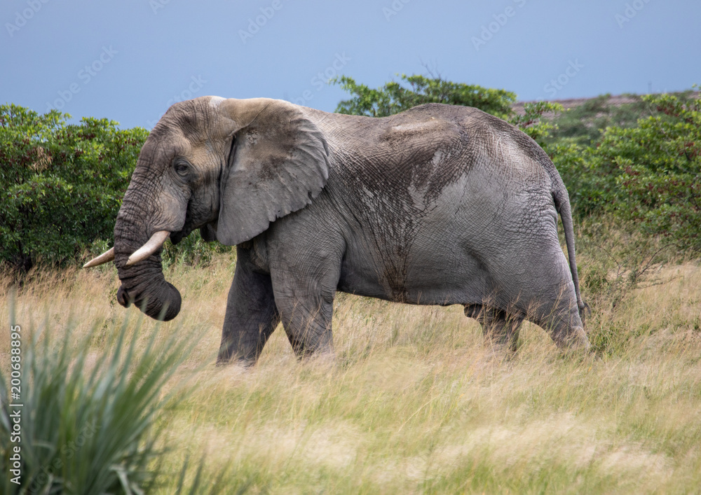 African Elephant in the Nxai Pan National Park in Botswana during summer time