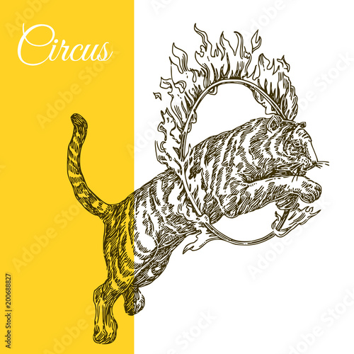 Circus tiger jumping through a ring of fire. Engraving style. Vector illustration.