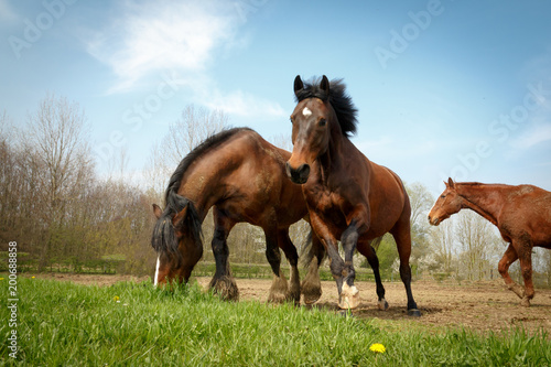 Pferde rennen ins erste Gras