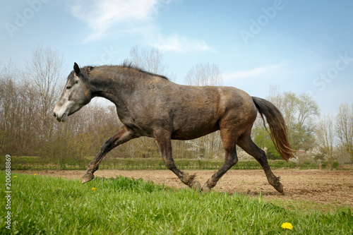 Pony l  uft ins erste Gras