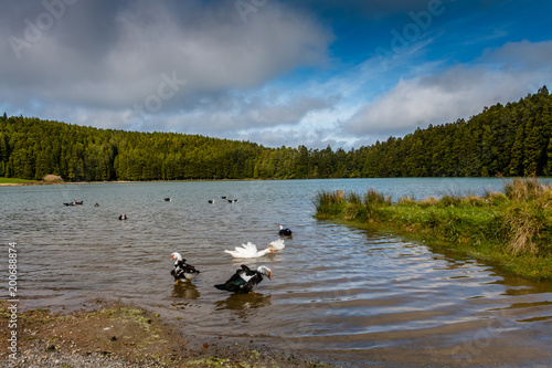Small lake called Sao Bras. Surrounded by green forest, located on Sao Miguel island of Azores, Portugal.