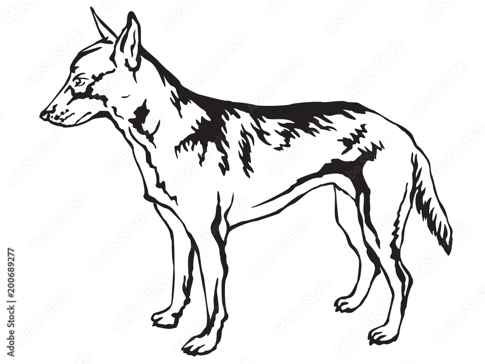 Fototapeta premium Decorative standing portrait of Belgian Shepherd Malinois vector illustration