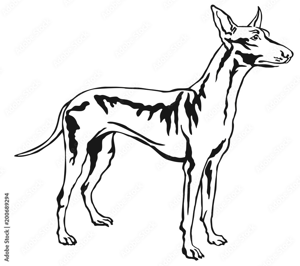 Fototapeta premium Decorative standing portrait of Pharaoh Hound vector illustration