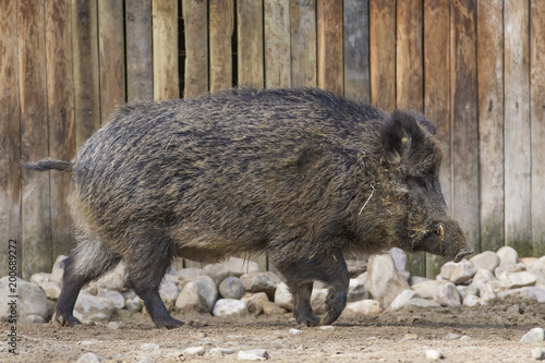 Jabali Iberico