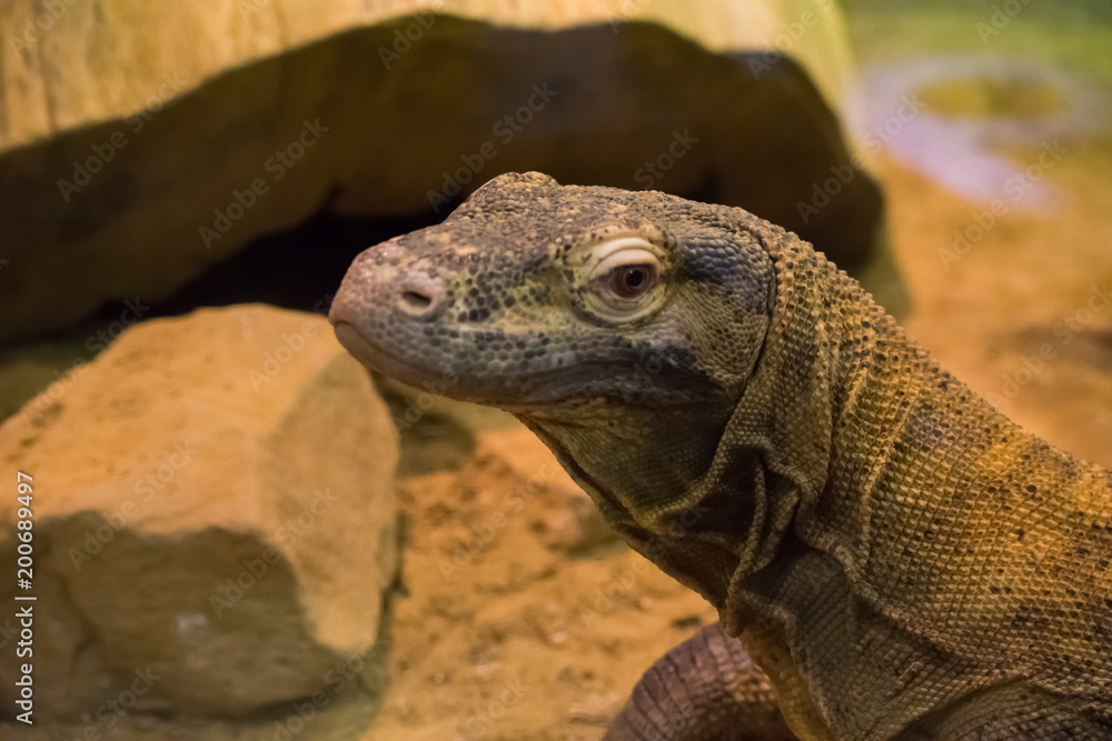 Fototapeta premium Green Brown Iguana Lizard Reptile Tree Stone Zoo