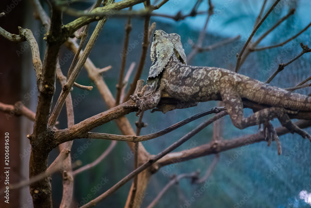 Green Brown Iguana Lizard Reptile Tree Stone Zoo