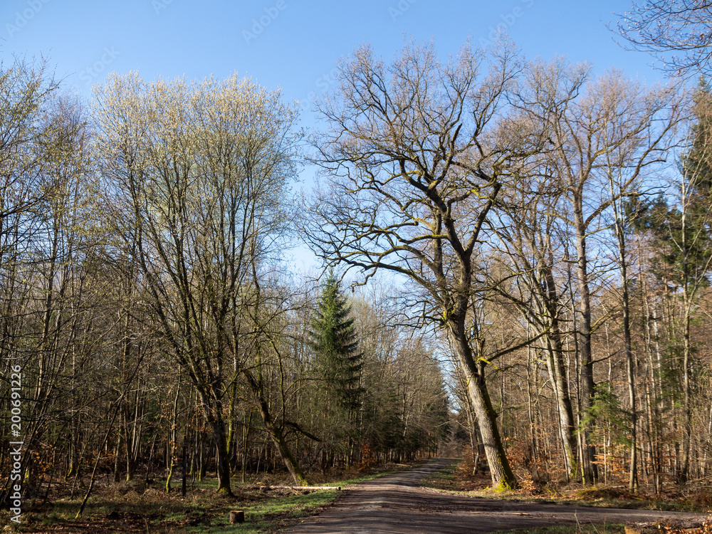Wald im zeitigen Frühjahr - Salweide links, Eiche rechts des Waldweges Wald im zeitigen Frühjahr - Salweide links, Eiche rechts des Waldweges