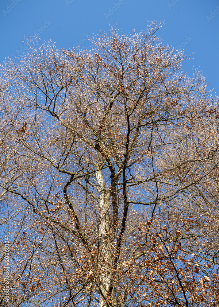 Knospige Rotbuchen im zeitigen Frühjahr Knospige Rotbuchen im zeitigen Frühjahr