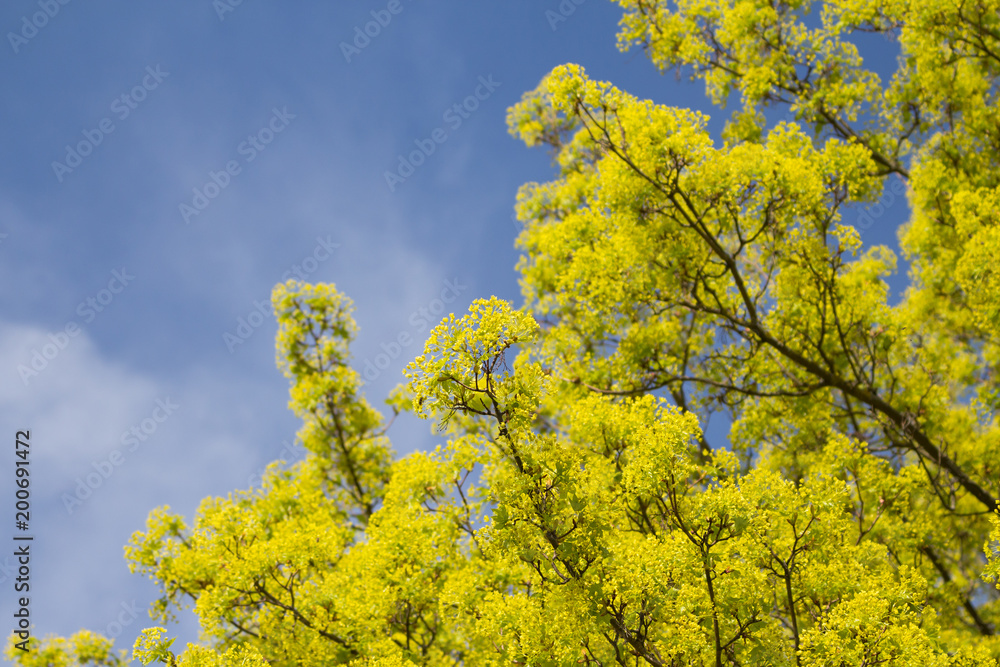 Fototapeta premium Blühender Spitzahorn (Acer platanoides) im Frühjahr