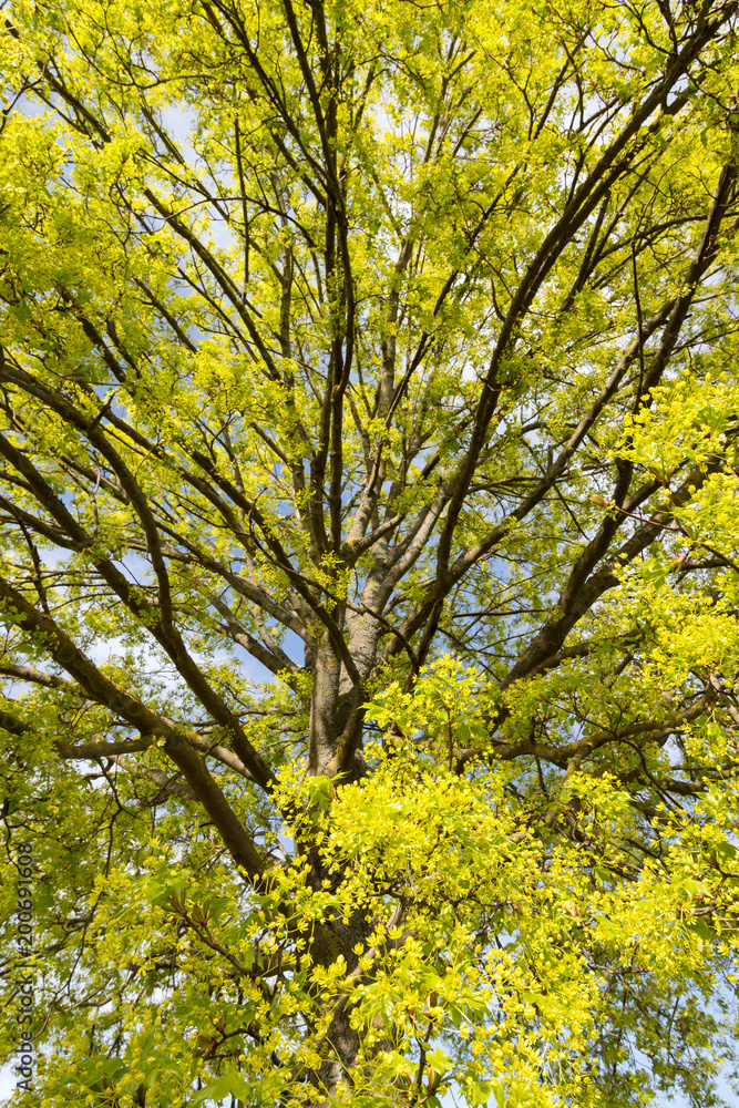 Blühender Spitzahorn (Acer platanoides) im Frühjahr Blühender Spitzahorn (Acer platanoides) im Frühjahr