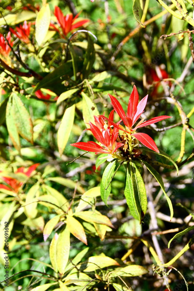 Fototapeta premium pieris japonica rouge, détail,jardin