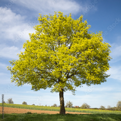 Blühender Spitzahorn (Acer platanoides) im Frühjahr