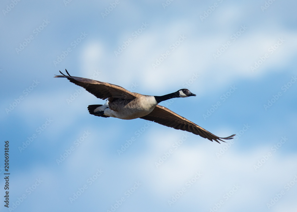 Fototapeta premium Close view of a Canada goose, seen flying against clouds 