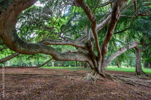 Big tree in Royal Gardens of Peradenia