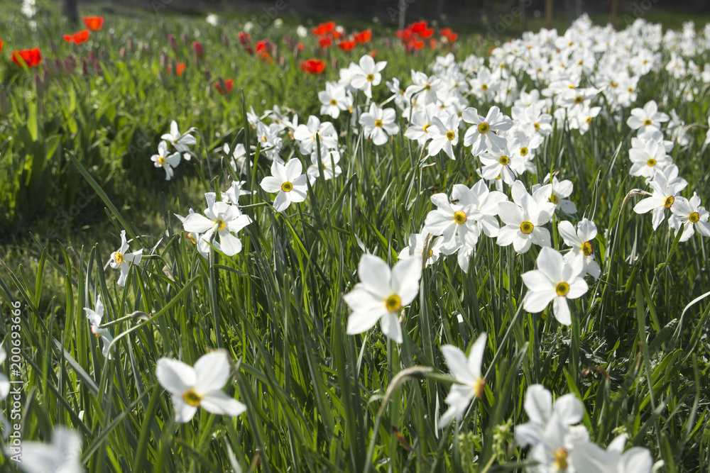 Closeup of white daffodil