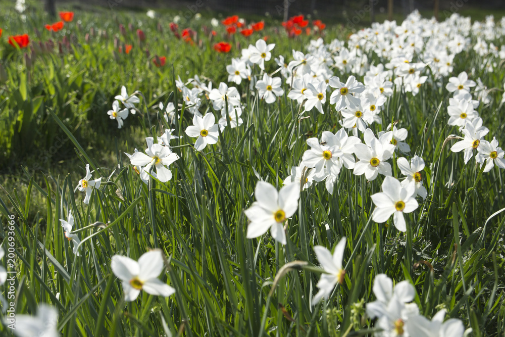 Closeup of white daffodil Closeup of white daffodil