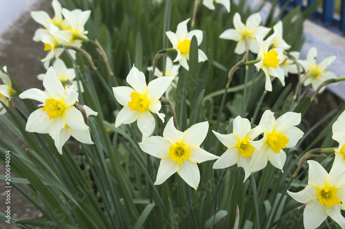 Closeup of a yellow daffodils in a garden