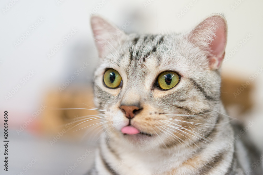 Selective focus of cute cat stick out his tongue.