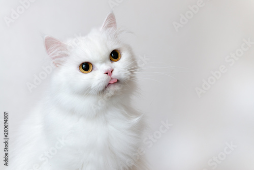 Foto Cute white persian cat sticking tongue with white background.