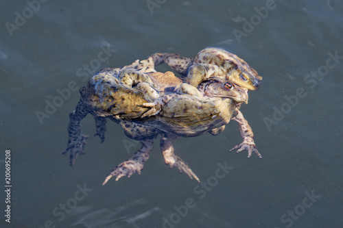 Common toad  Bufo bufo  swin in a pond