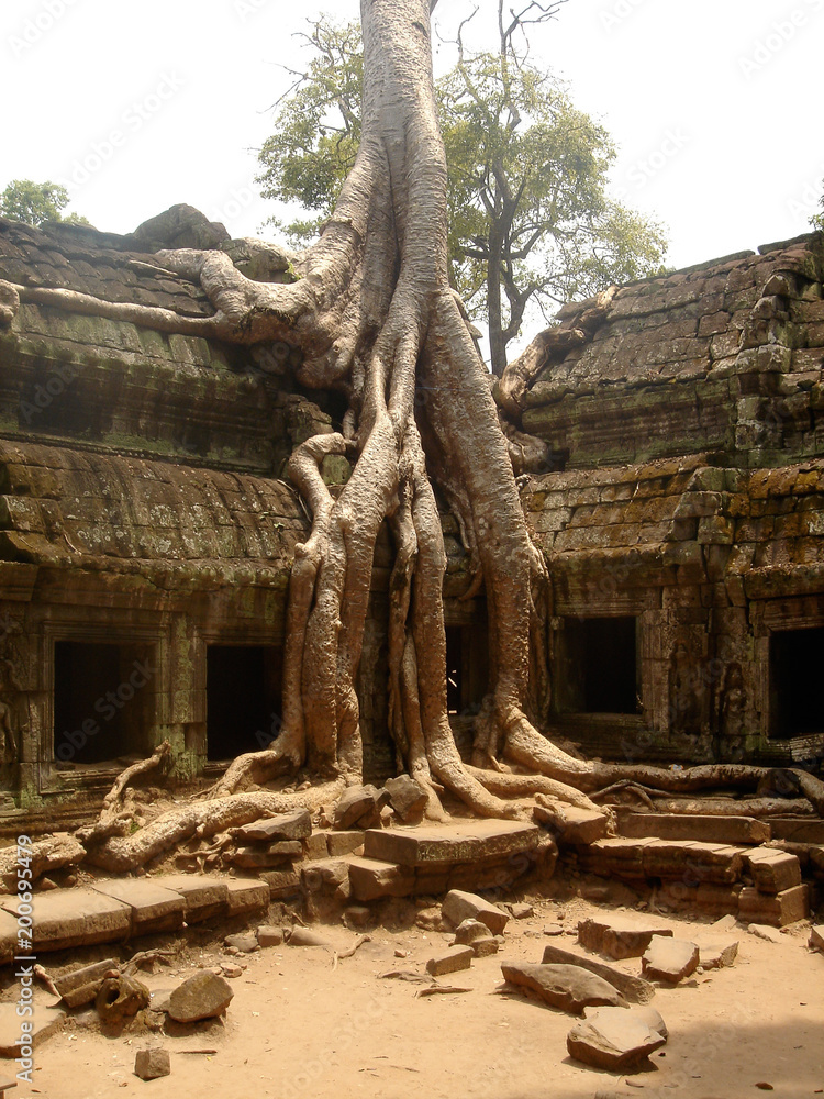 Obraz premium The ruins of Ta Prohm, part of the Angkor Wat Temple complex in Siem Reap, Cambodia.