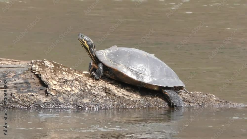 Georgia, Sweetwater Creek Park, A painted turtle on a log in Sweetwater Creek Georgia, Sweetwater Creek Park, A painted turtle on a log in Sweetwater Creek