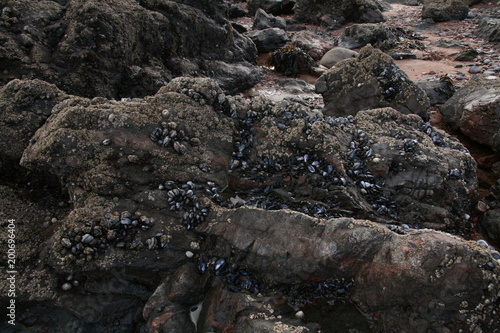 Mussels on Rosemarkie Beach, Scotland
