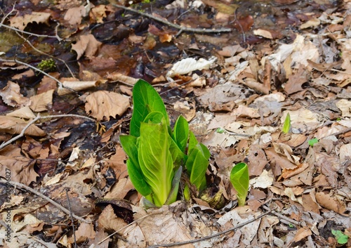 Fresh young leaves of an emerging skunk cabbage plant in spring. photo