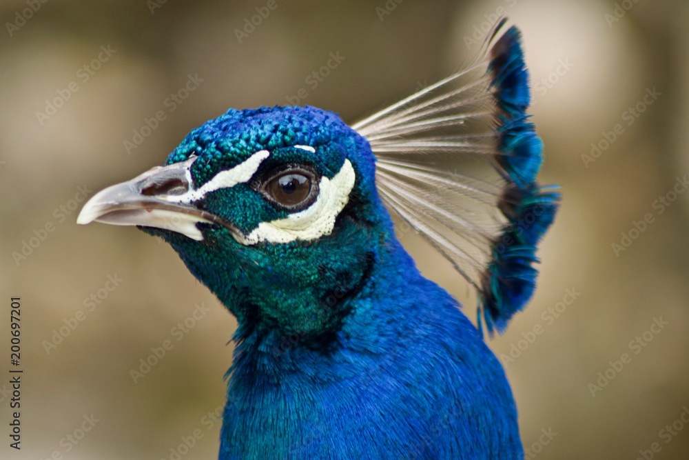 indian peafowl with a blurred background indian peafowl with a blurred background