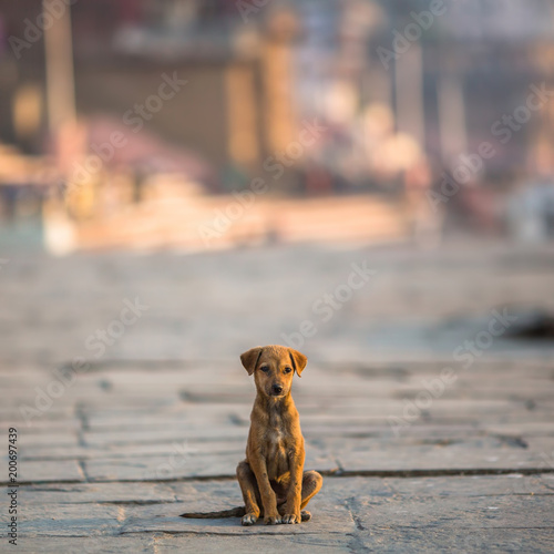 Φωτογραφία Little dog sitting alone on the street.
