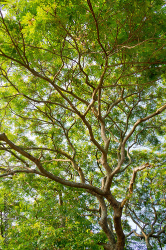Green leaves natural background wallpaper, leaf texture, green leaves wall background © waranyu
