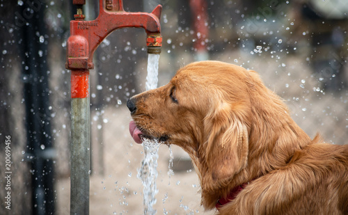 Photography Thirsty Golden Retriever