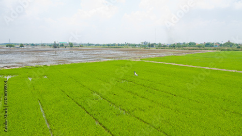 Aerial view from flying drone of Field rice with landscape green pattern nature background / top view field rice